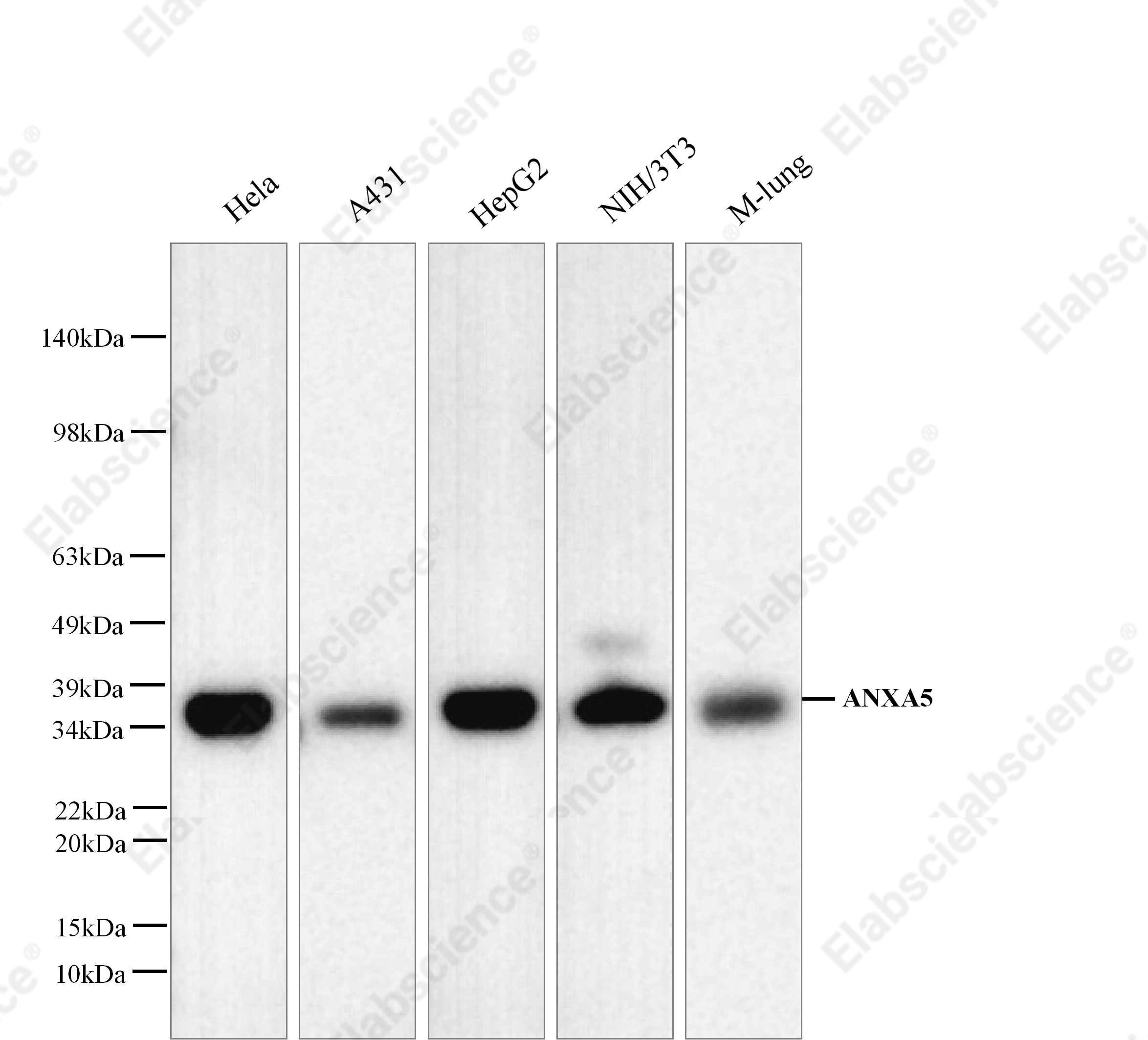 Вестерн-блоттинг, ANXA5, клетки HeLa, A431, HepG2, NIH/3T3 и ткань легких крысы и мыши