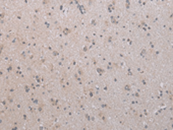 Валидация Elabscience E-AB-19376