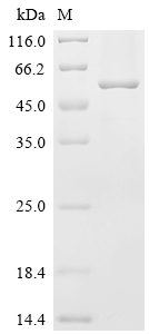 SDS-PAGE