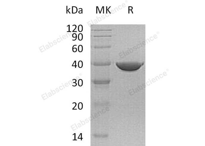 Валидация Elabscience PKSH033132(3492)