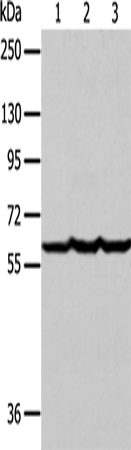 Валидация Elabscience E-AB-14396