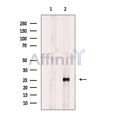 Валидация Affinity DF12288 - 6644