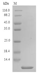 SDS-PAGE