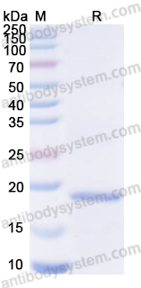 Валидация AntibodySystem YVV11301