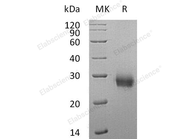 Валидация Elabscience PKSH032987(3375)