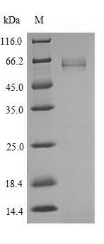 SDS-PAGE