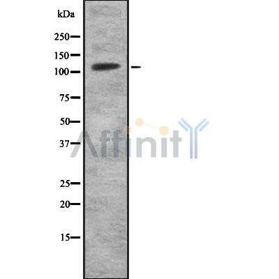 Валидация Affinity DF8885 - 20991