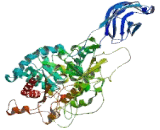 Phospholipase A2, Cytosolic (cPLA2)