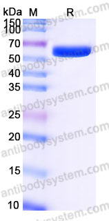 EHH08201, SDS-PAGE