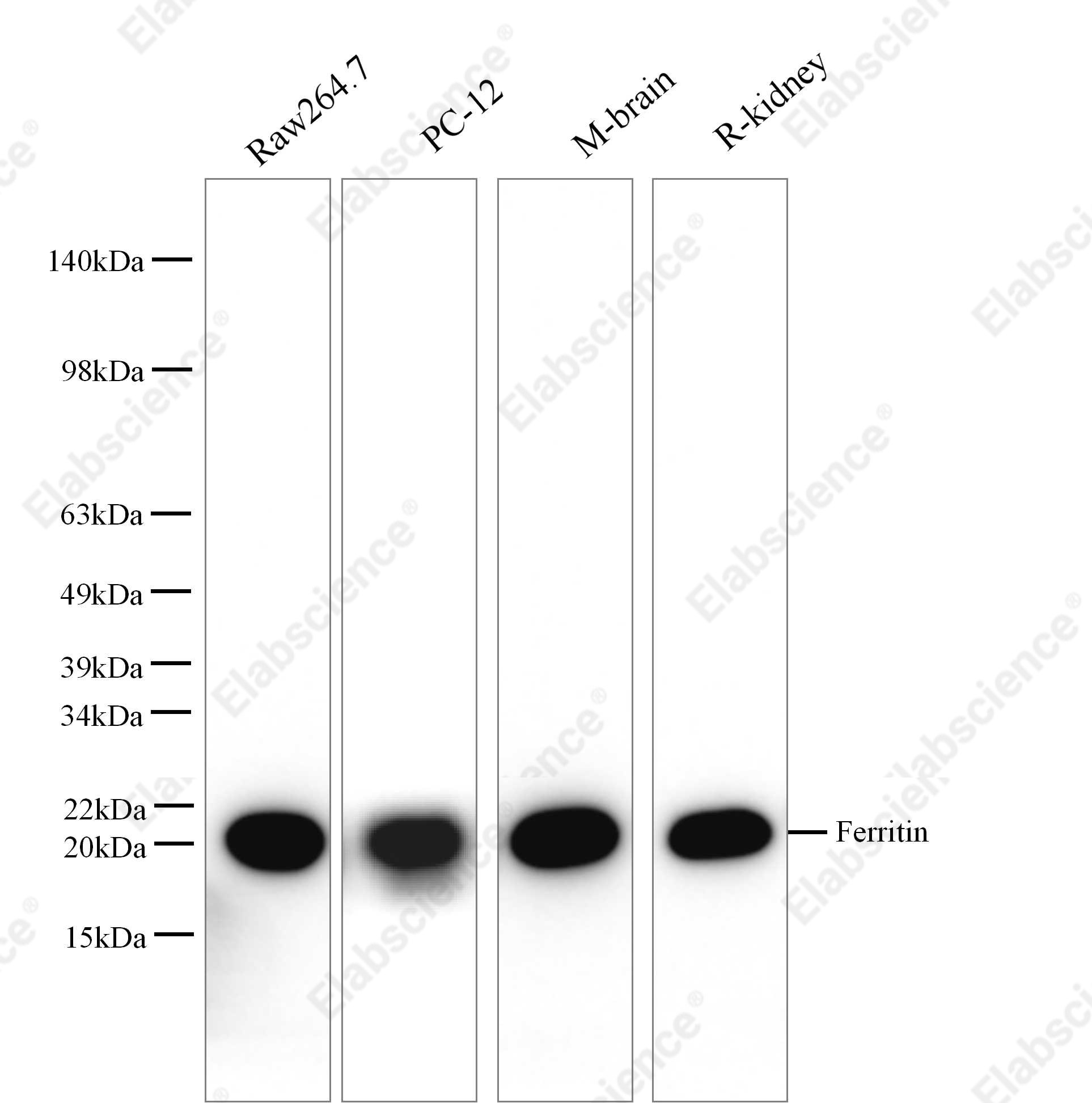 Вестерн-блоттинг, Ferritin, различные клеточные линии и ткани