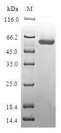 SDS-PAGE