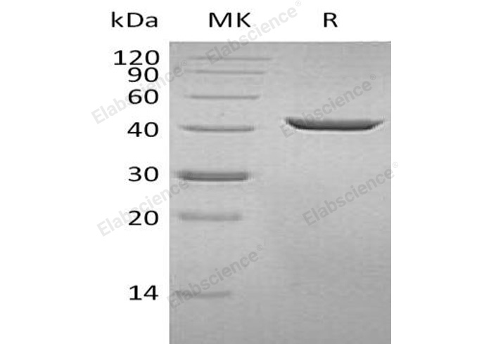 Валидация Elabscience PKSH033016(3397)