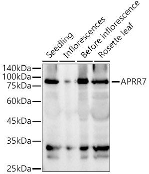 A22255, вестерн-блоттинг, ткани Arabidopsis thaliana (13560)