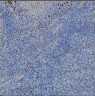 Валидация AntibodySystem RHJ92904