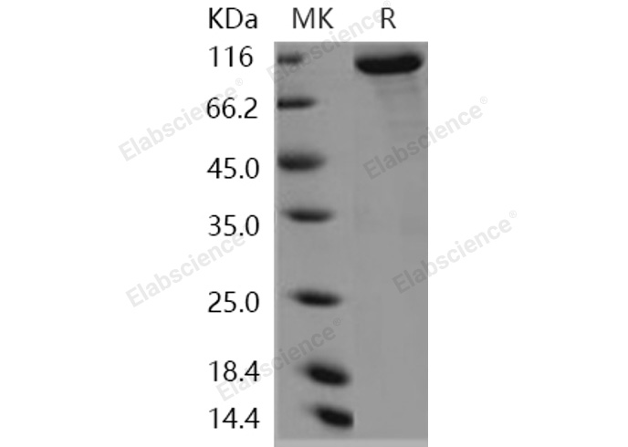 Валидация Elabscience PKSH030945(1768)