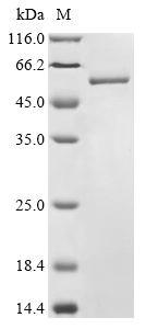 SDS-PAGE
