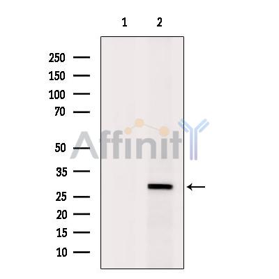 Валидация Affinity DF6529 - 17948