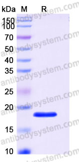 AHC38201, SDS-PAGE