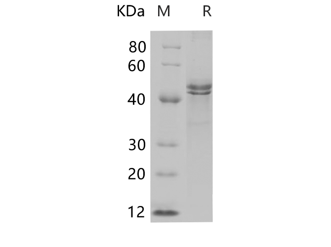 Валидация Elabscience PDEH100707(182)