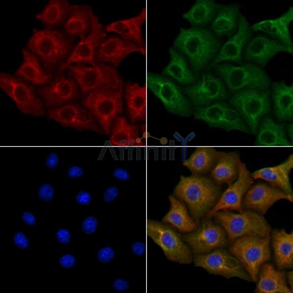 Валидация Affinity DF9601 - 22304