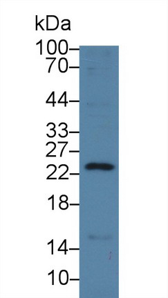 10190