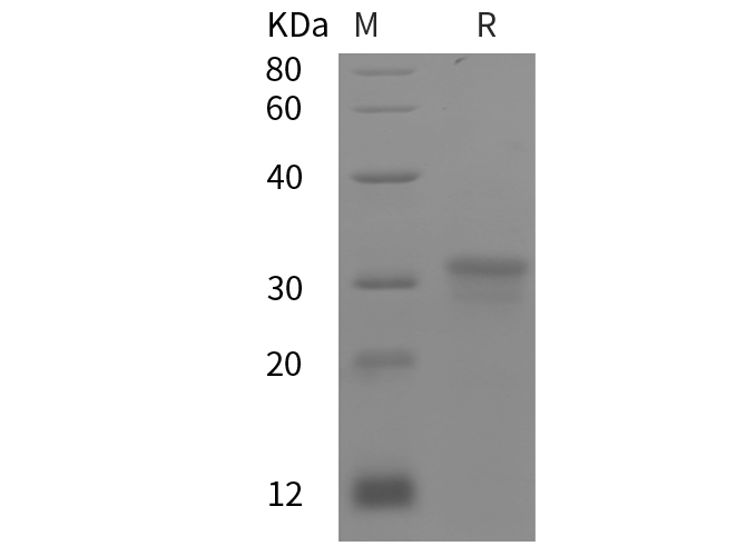Валидация Elabscience PDEH100900(328)