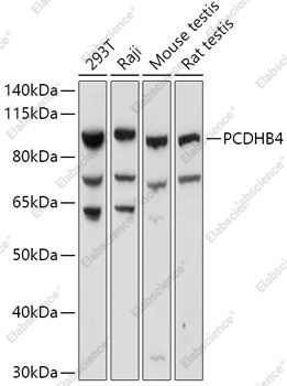 Вестерн-блоттинг, PCDHB4, различные клеточные линии