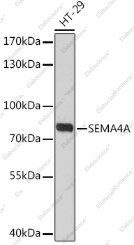 Вестерн-блоттинг, SEMA4A, клетки HT-29