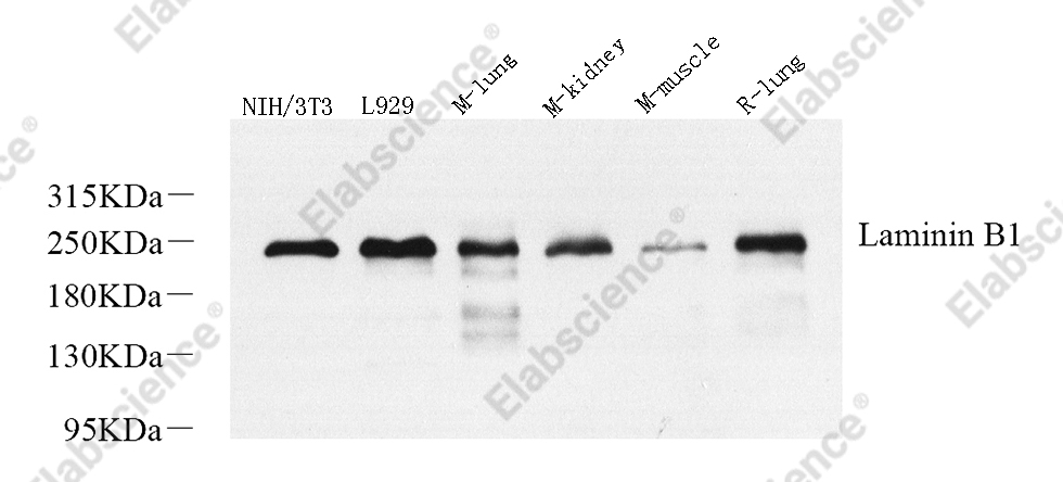 Вестерн-блоттинг, Laminin beta1, различные образцы
