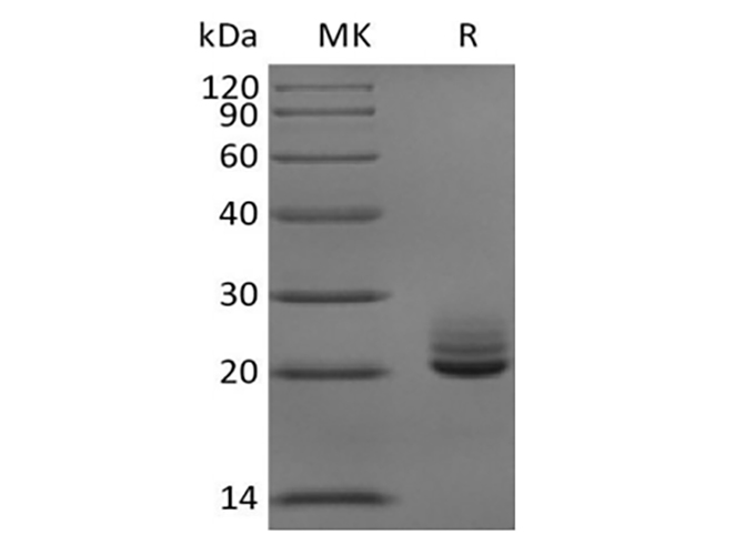 Валидация Elabscience PKSM041418(5293)