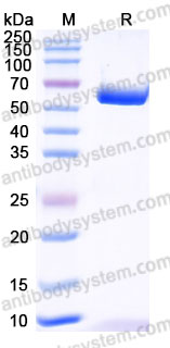 AHD38901, SDS-PAGE