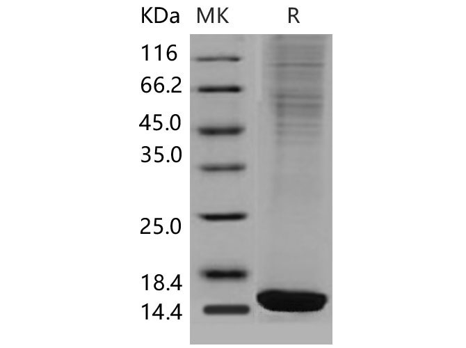 Валидация Elabscience PKSM040561(4550)