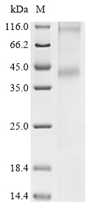 SDS-PAGE