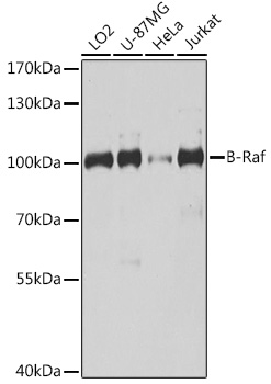 Валидация Elabscience E-AB-92401