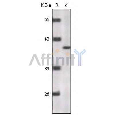 Валидация Affinity BF0580 - 5307