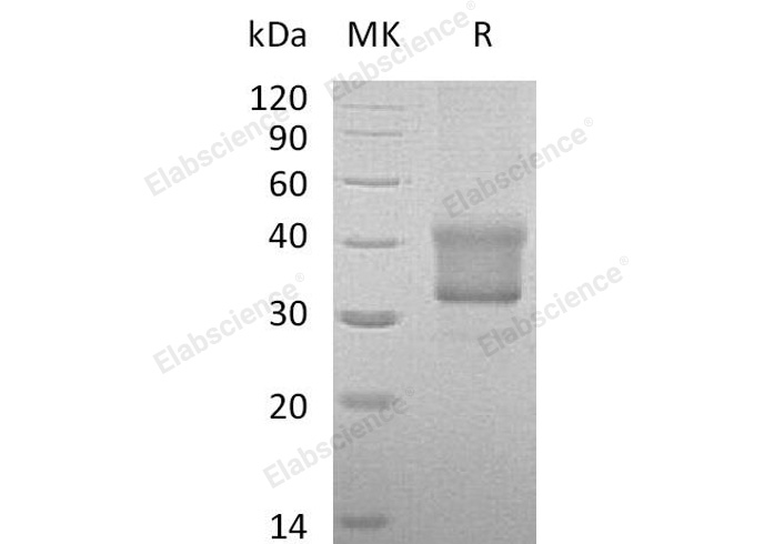 Валидация Elabscience PKSH033161(3516)