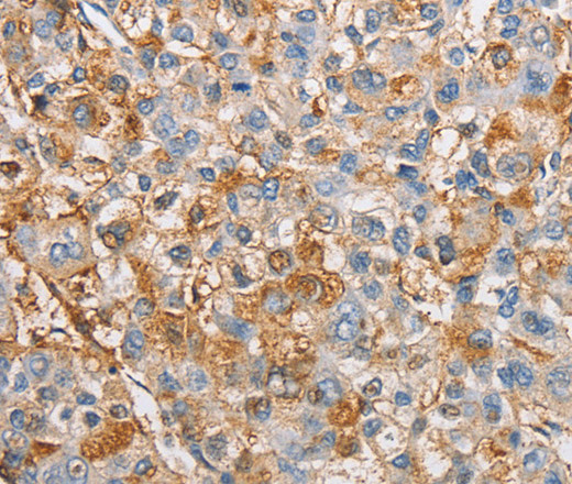 Валидация Elabscience E-AB-10845