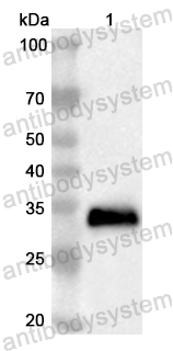 Валидация AntibodySystem PHB67401
