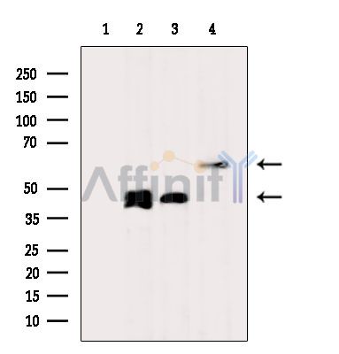 Валидация Affinity DF3747 - 14817