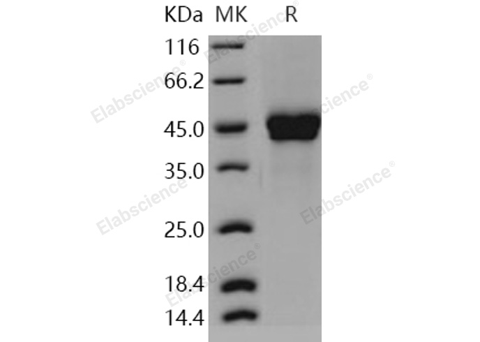 Валидация Elabscience PKSH030911(1742)