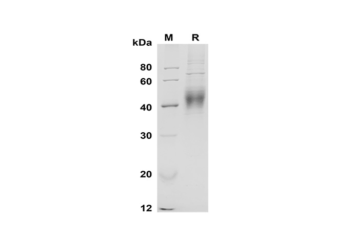 Валидация Elabscience PDMM100171(1131)