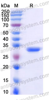 AHF67302, SDS-PAGE