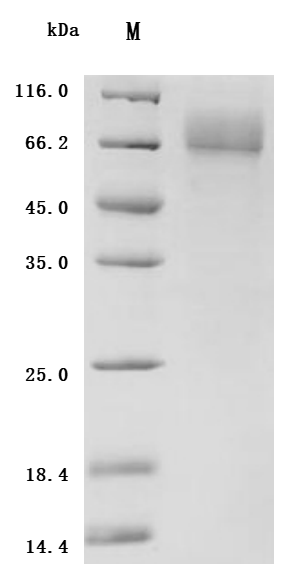 SDS-PAGE