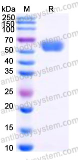 AHE33802, SDS-PAGE