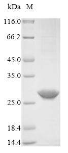 SDS-PAGE
