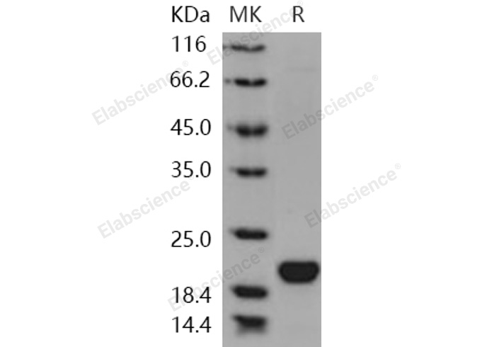 Валидация Elabscience PKSH031078(1870)