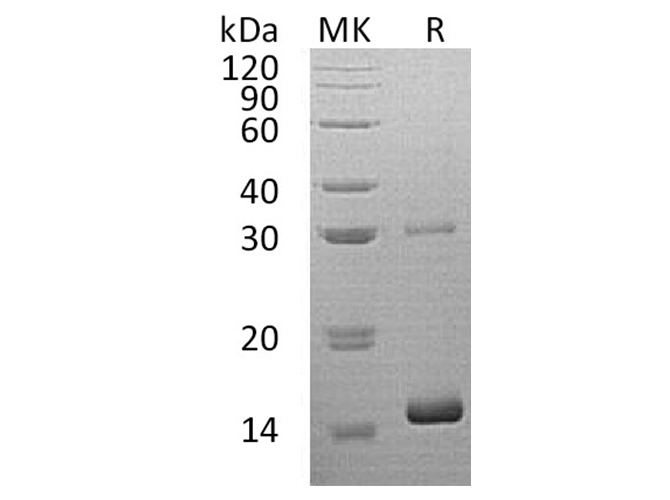 Валидация Elabscience PKSH032532(2990)