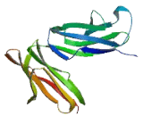 Fc Fragment Of IgG Low Affinity IIc, Receptor (FcgR2C) Fc Fragment Of IgG Low Affinity IIc, Receptor (FcgR2C)