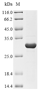 SDS-PAGE
