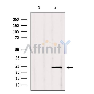 Валидация Affinity DF6621 - 18081